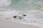 Magellanic Penguin entering sea, Carcass Island, Falklands