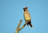 Waxwing