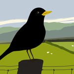 Blackbird in the valley