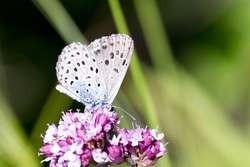 Large Blue