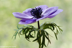 Flowers 17 - 01