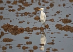 Cattle Egret