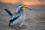 Southern yellow-billed hornbill