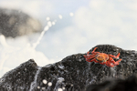 Froth-covered Sally Lightfoot Crab, Isla Lobos, Galapagos