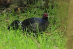 Kalij Pheasant (male), Kipukapuaulu, Hawaii