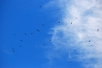 Griffon Vultures
