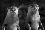 Otters
