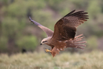 Black Kite swooping talons extended, Catalonia, Spain