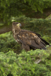White tailed Eagle (Juvenile)