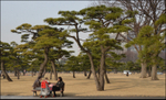 Japan Tokyo Royal Park pine trees and family