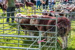 Loweswater Show-27