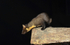 Pine Marten