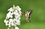 Swallowtail