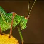 02_CE275_Bush Cricket Score 171