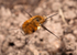 Bombylius major Female