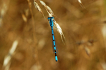 Common Blue Damselfly