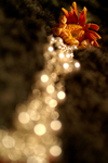 Flowers Set 09 - 08