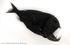 IDD008: Anoplogaster cornuta