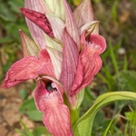 Scarce Serapias (Serapias neglecta)