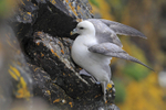 Fulmar clinging on to a cliff ledge on the Lizard Peninsula