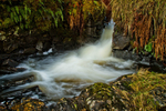The Salmon Ladder