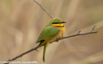 A little bee-eater