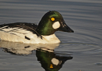 Goldeneye