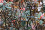 Slaty Flowerpiecer (fe...