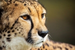 Up close and personal (Cheetah)
