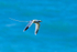 White-tailed Tropicbird in flight, Kilauea Point, Kauai