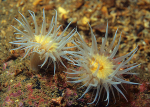 Actinothoe sphyrodeta