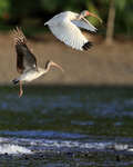 White Ibises taking off from sea, Playa Cativo Lodge, Costa Rica
