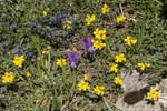 9336 Pollino Massif