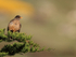 Austral Thrush perched in conifer, Carcass Island, Falklands