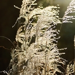 Miscanthus sinensis