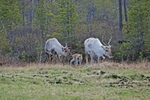 Reindeer