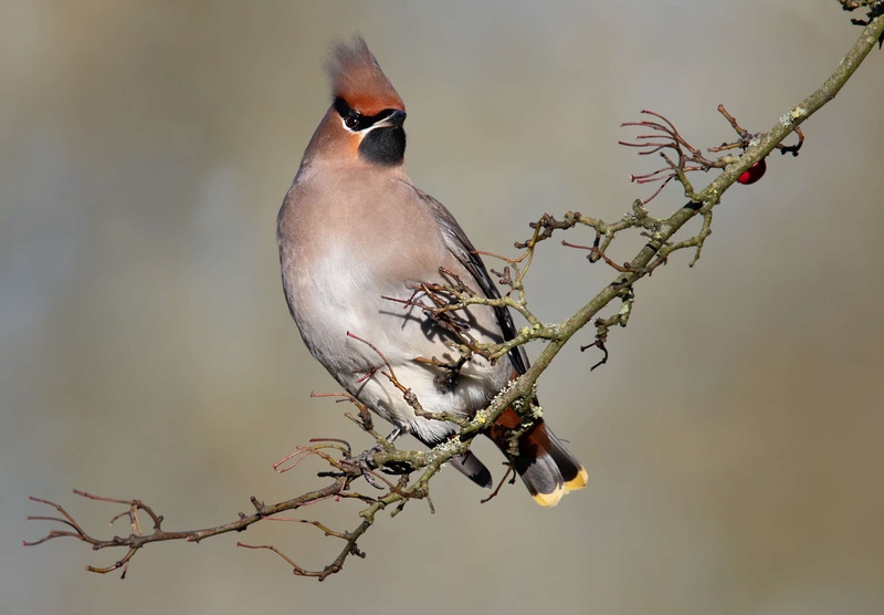 Waxwing - Hassop - Derbyshire