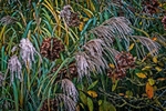 DSC09229