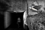 home-to-roost