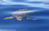 Caretta caretta