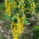 Alpine laburnum (Laburnum alpinum) 