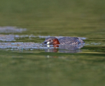 Little Grebe - Tachybaptus ruficollis