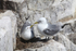 Kittiwakes