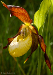 Lady's-slipper