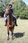 Ring 1 - Show Jumping portfolio
