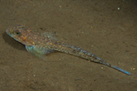 Callionymus maculatus