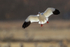 Ross's Goose backlit landing approach, Bosque del Apache, New Mexico