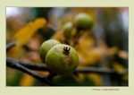 Pyrus ussuriensis