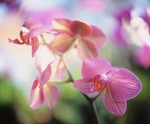 Orchid Phalaenopsis Lipperose