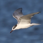 Whiskered Tern (Chlidonias hybrida) ad-W